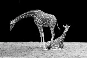 Search the Big 5 | Masai stay Experience | WildLife Safari Drive | Spot Zebras, Gazelles, Buffaloes, Warthogs, Hippos, Rhinos, Elephants, Baboons or other monkey. If you're lucky you'll see pride Lions in the wild