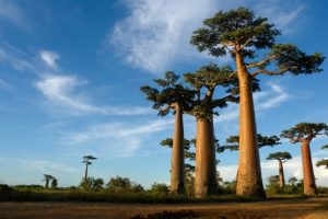 Madagascar | Baobab 