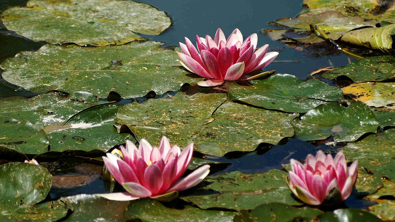 Giverny Monet Gardens Audio Tour